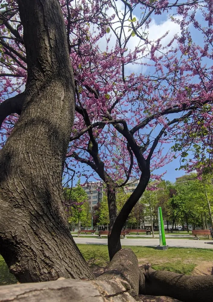 Gezi Park