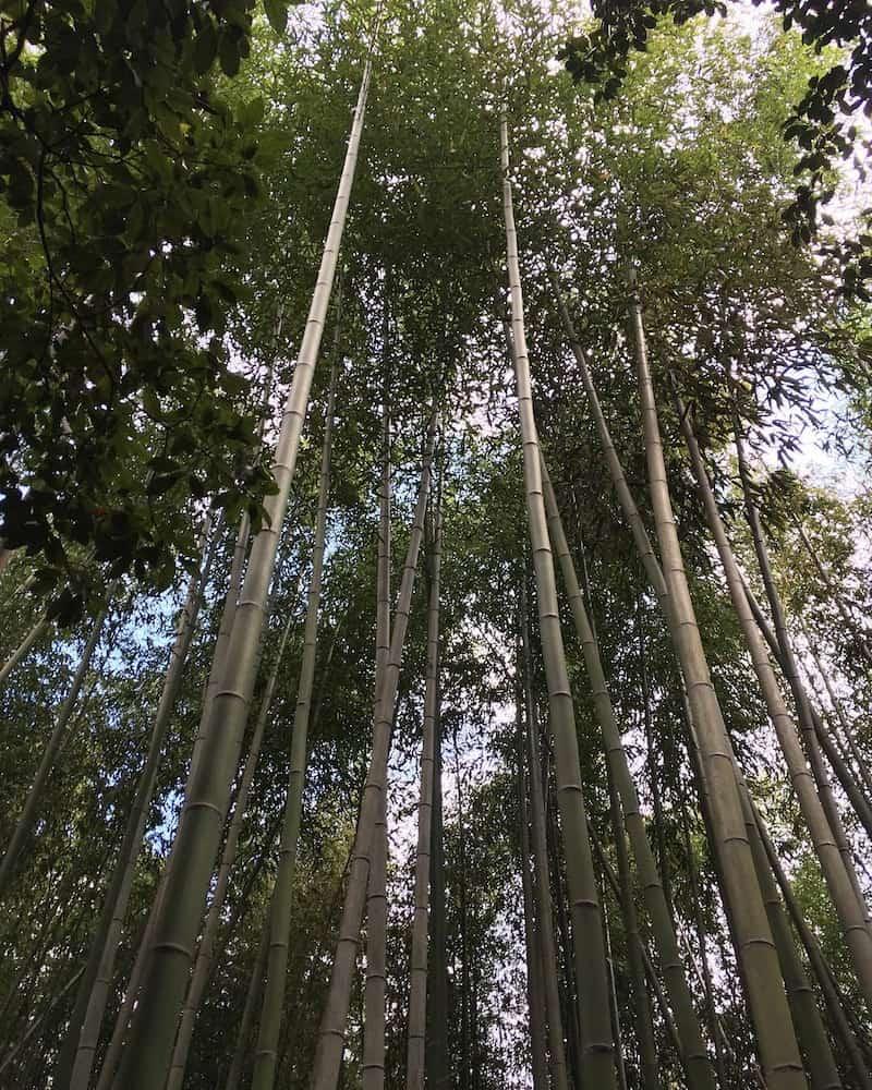 Bambu Ormanı