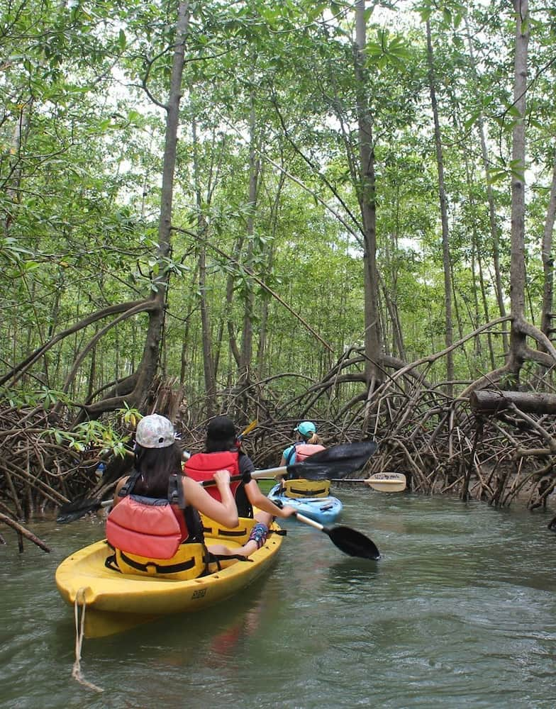 Mangrove tour