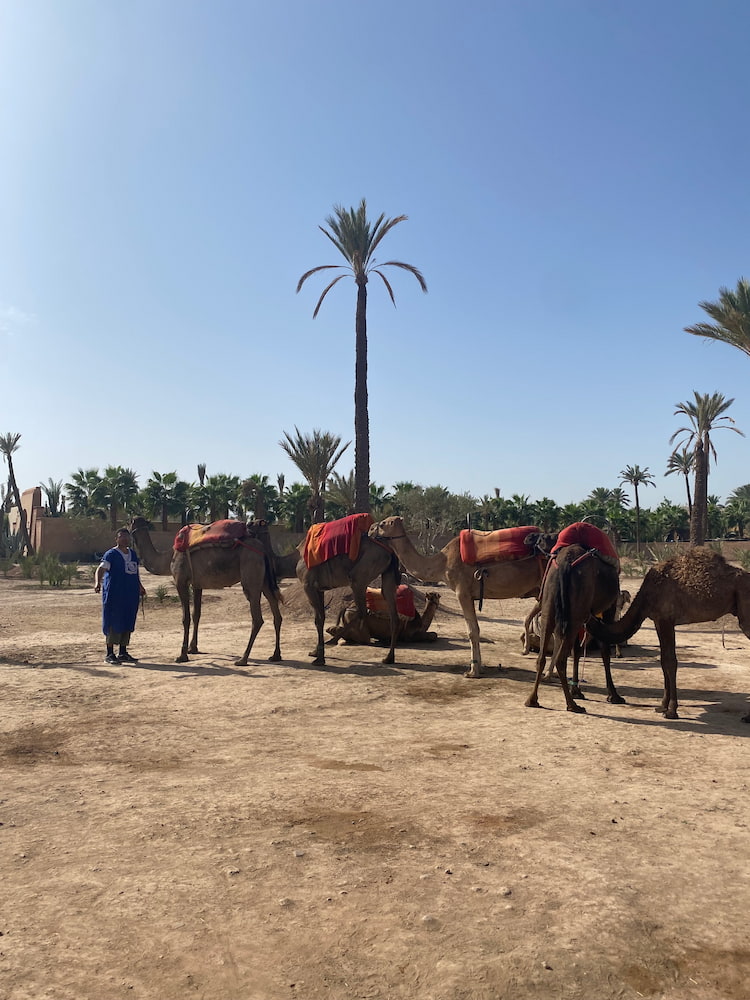 Palmeraie, Marrakech