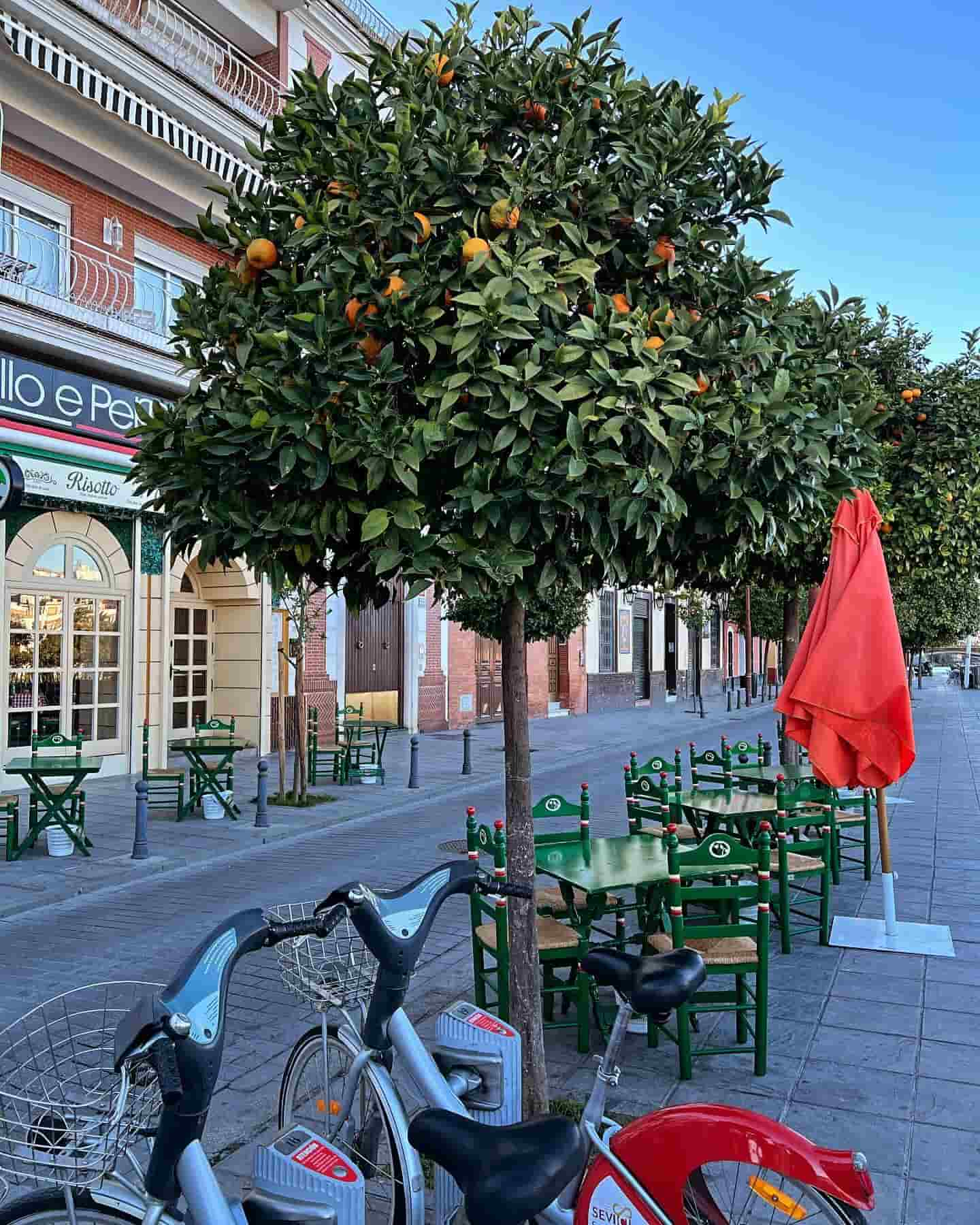 Calle Beti, Sevilla, İspanya