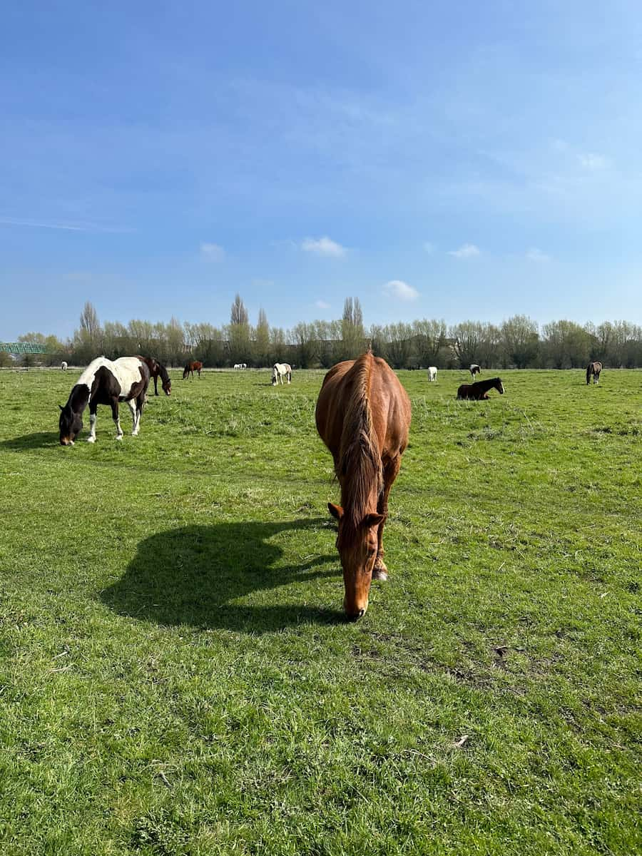 Port Meadow