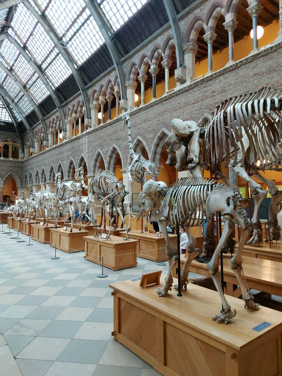 Oxford University Museum of Natural History