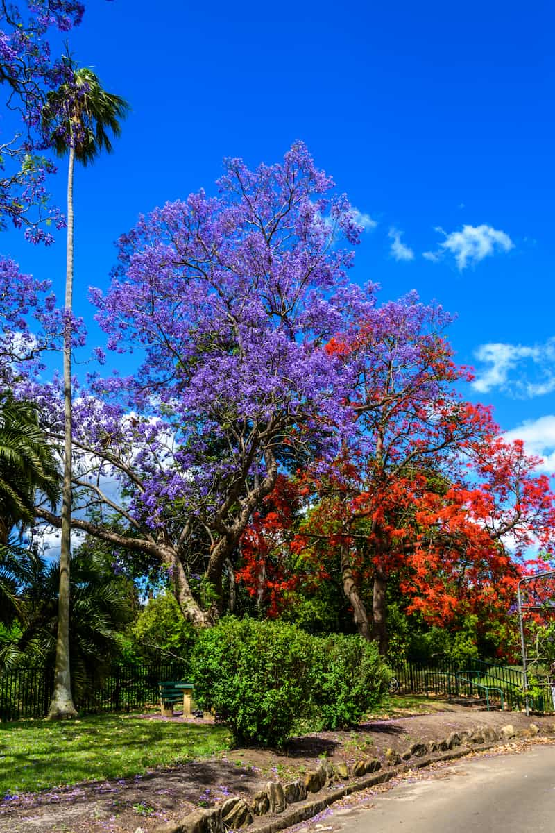 Parramatta Park, Cairns