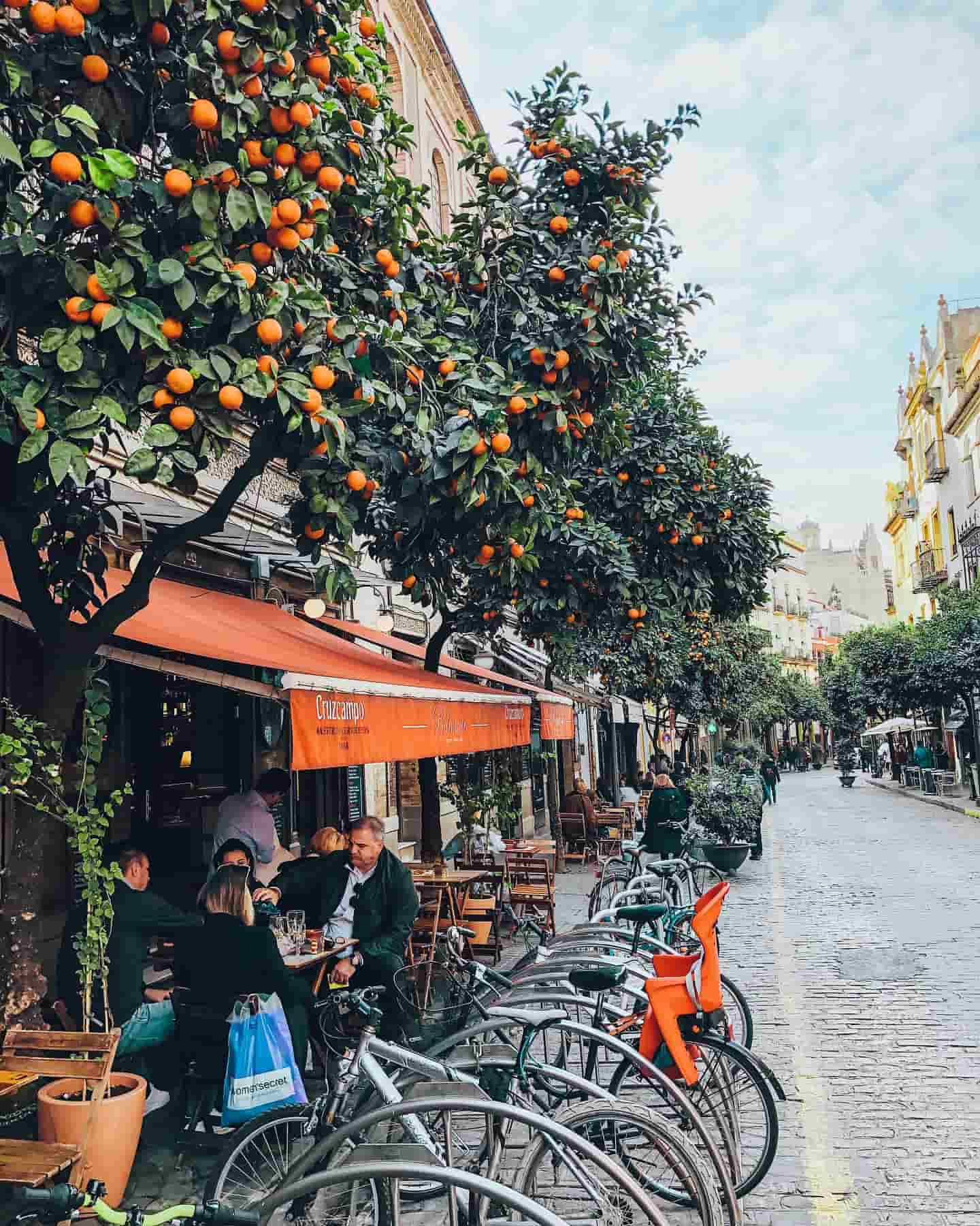 Portakal ağaçlarıyla kaplı sokaklar, Sevilla, İspanya