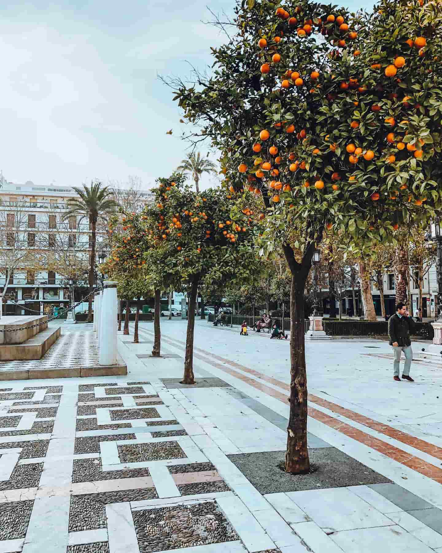 Portakal ağaçlarıyla kaplı sokaklar, Sevilla, İspanya