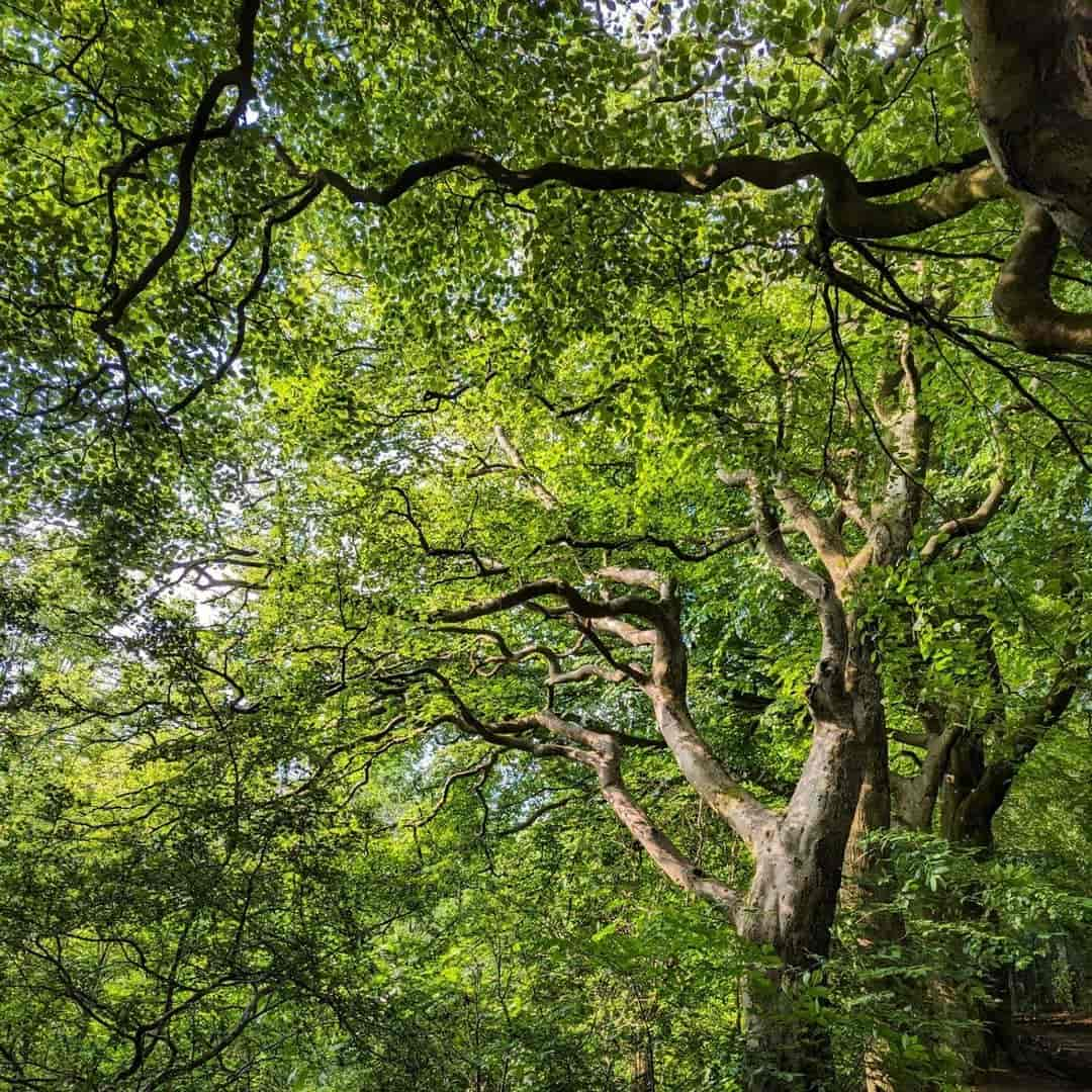 Pollok Country Park