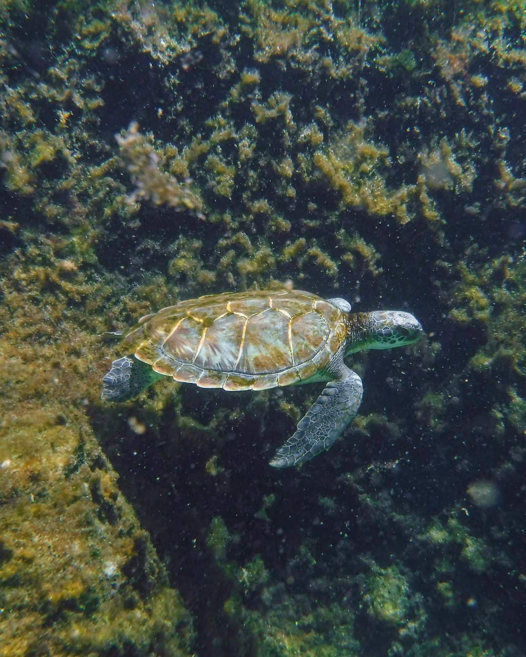 Cayman Turtle Centre