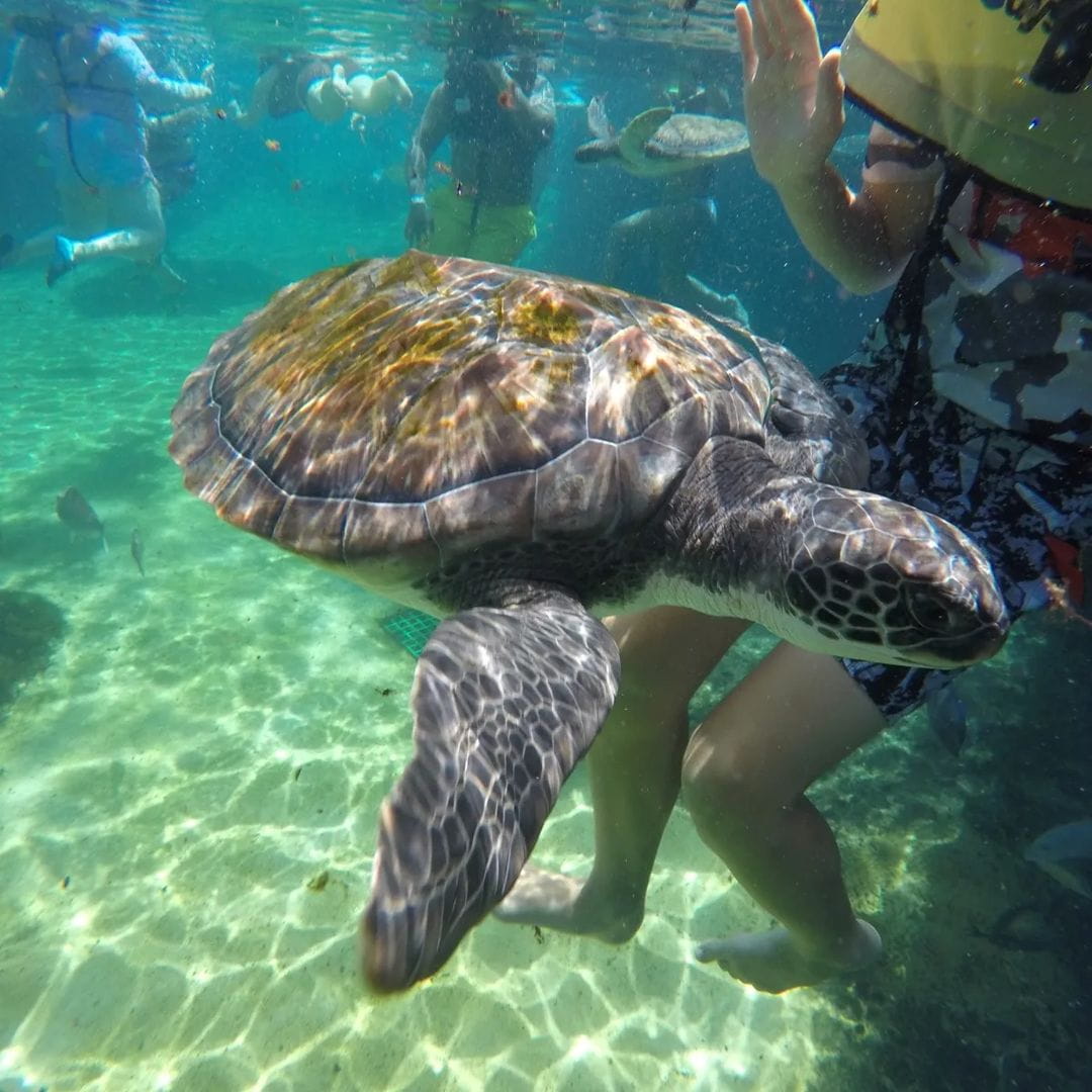 Cayman Turtle Centre