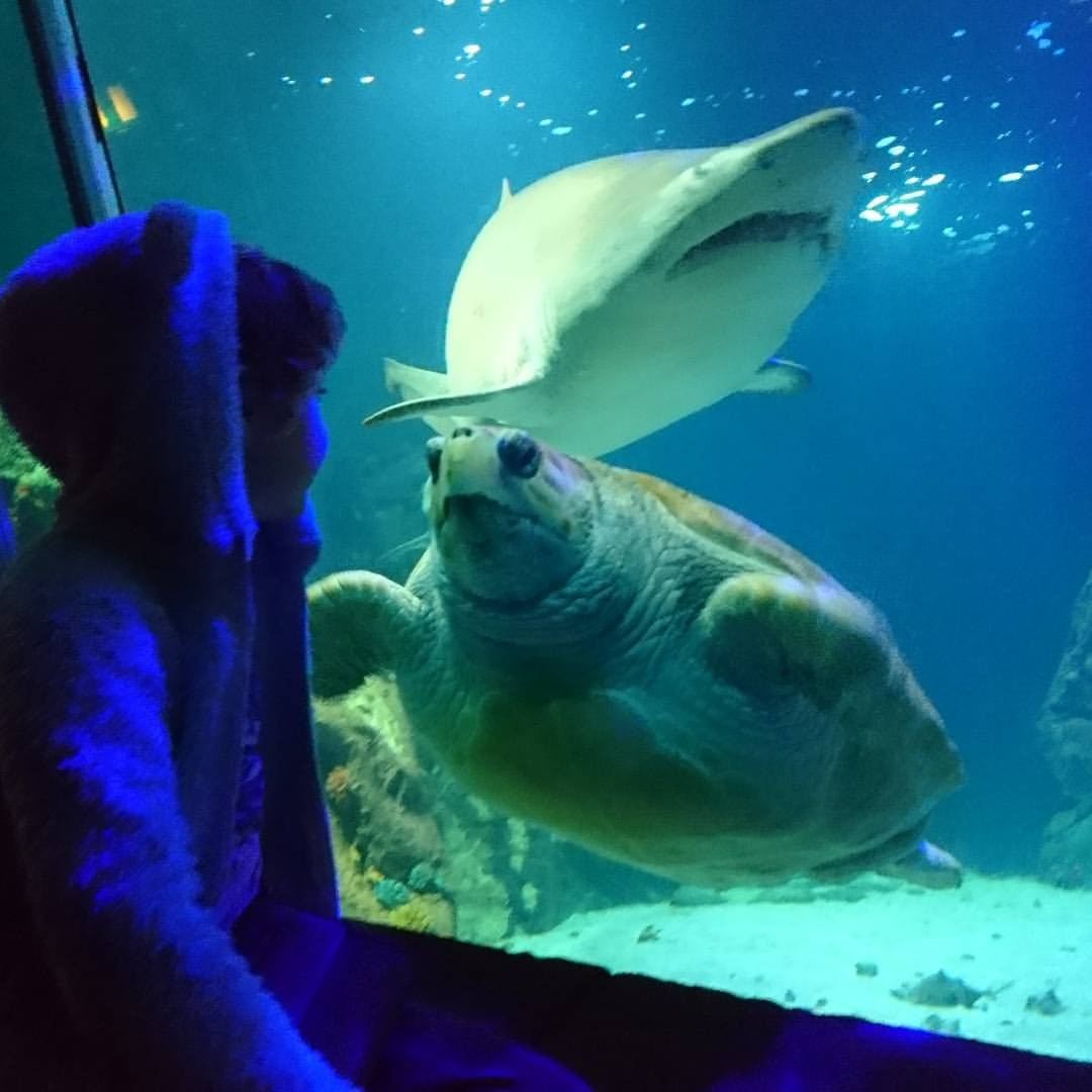 Dingle Oceanworld Aquarium