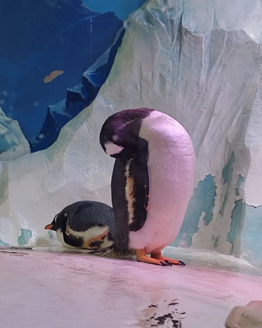 Dingle Oceanworld Aquarium