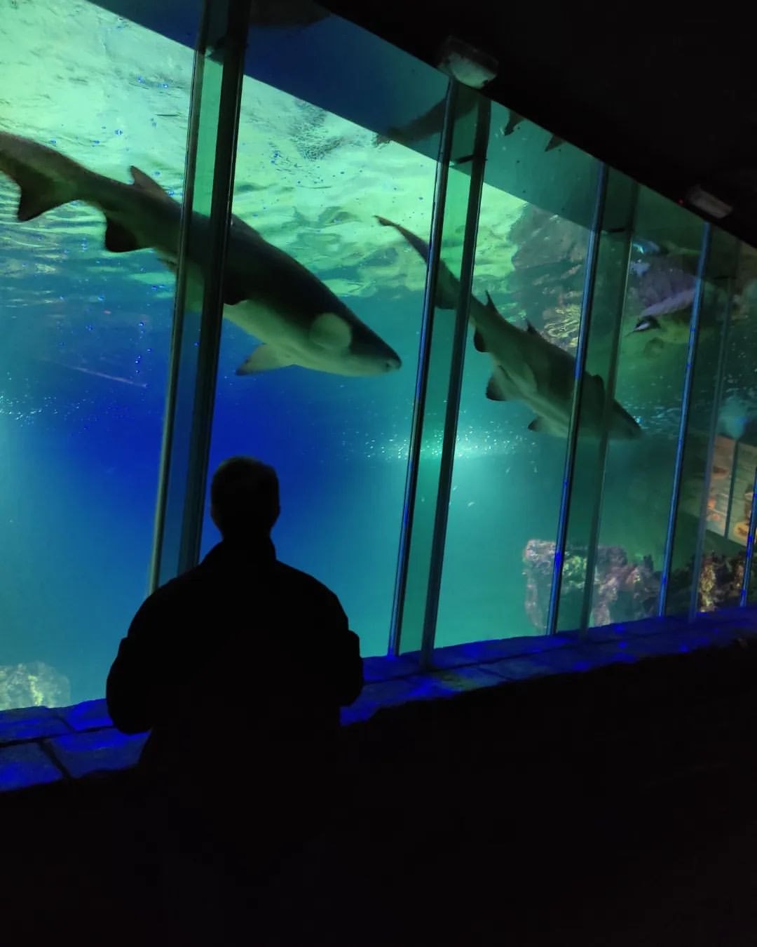 Dingle Oceanworld Aquarium