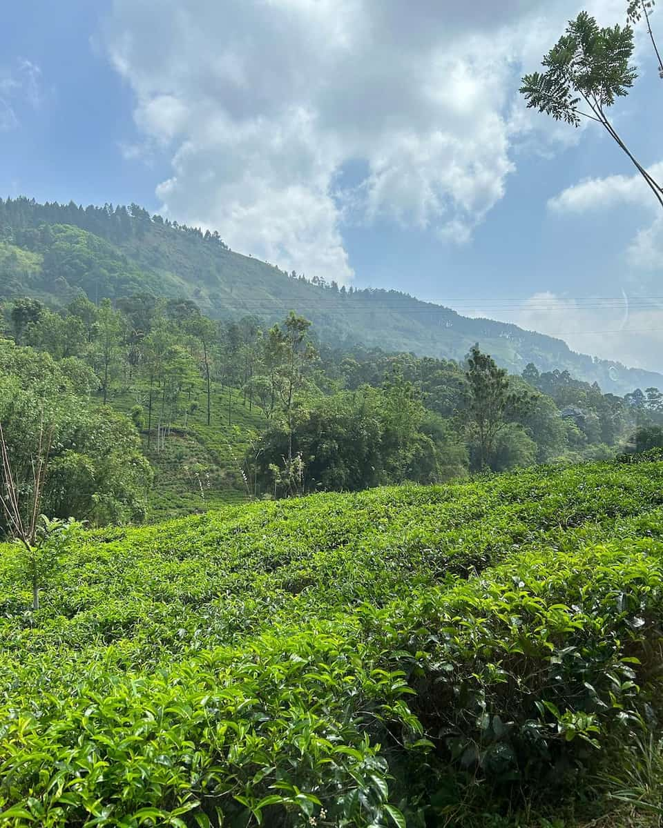 Orange Field Tea Factory