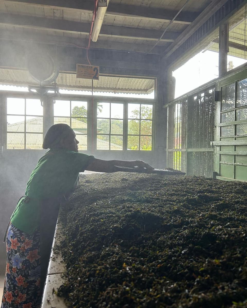 Orange Field Tea Factory