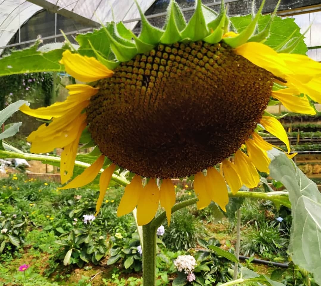 Highlands Apiary Farm