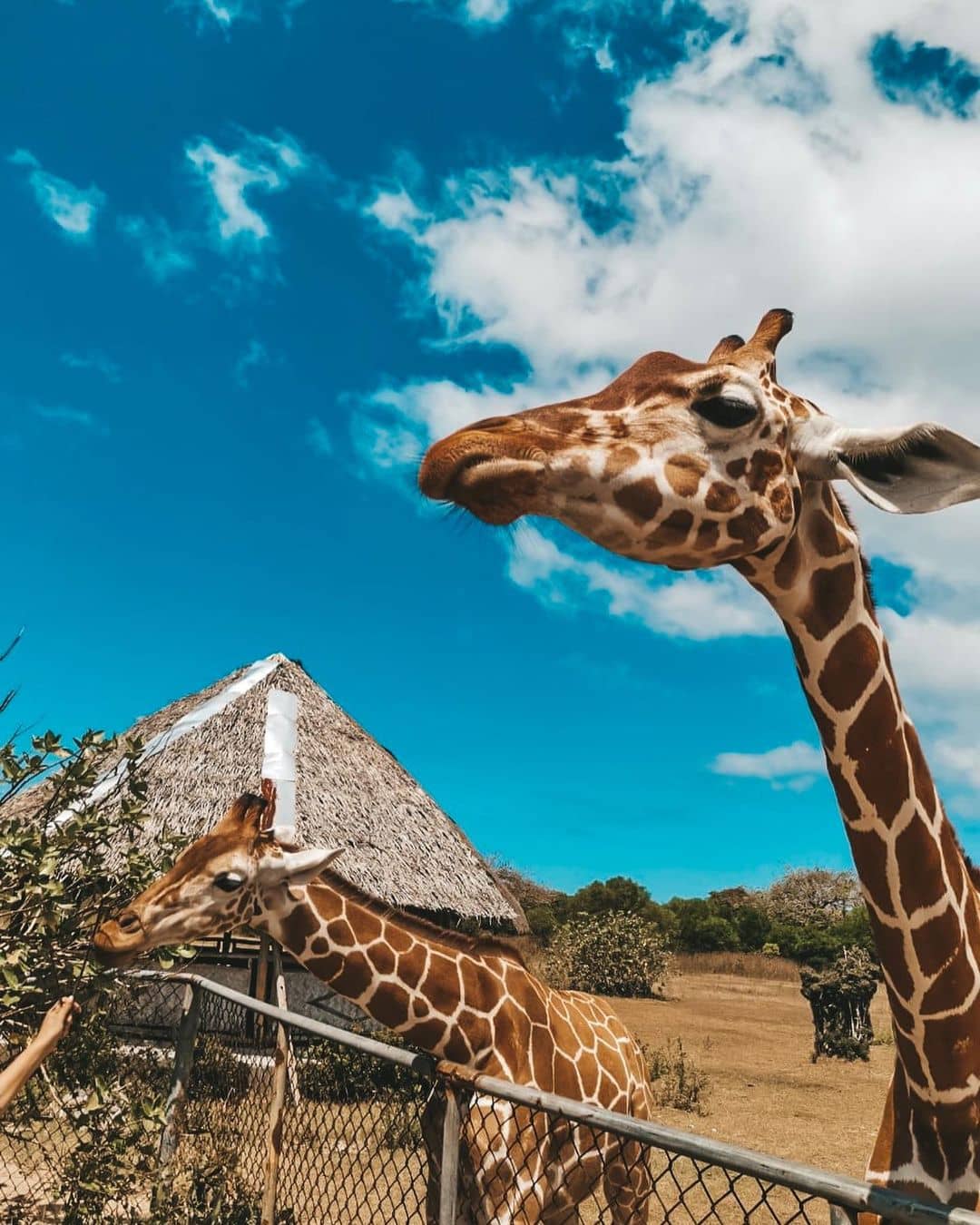 Calauit Safari Park