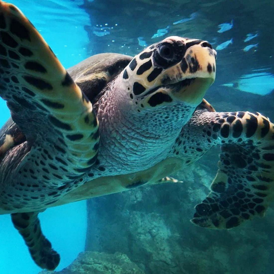 Museo de la Tortuga, Isla Mujeres