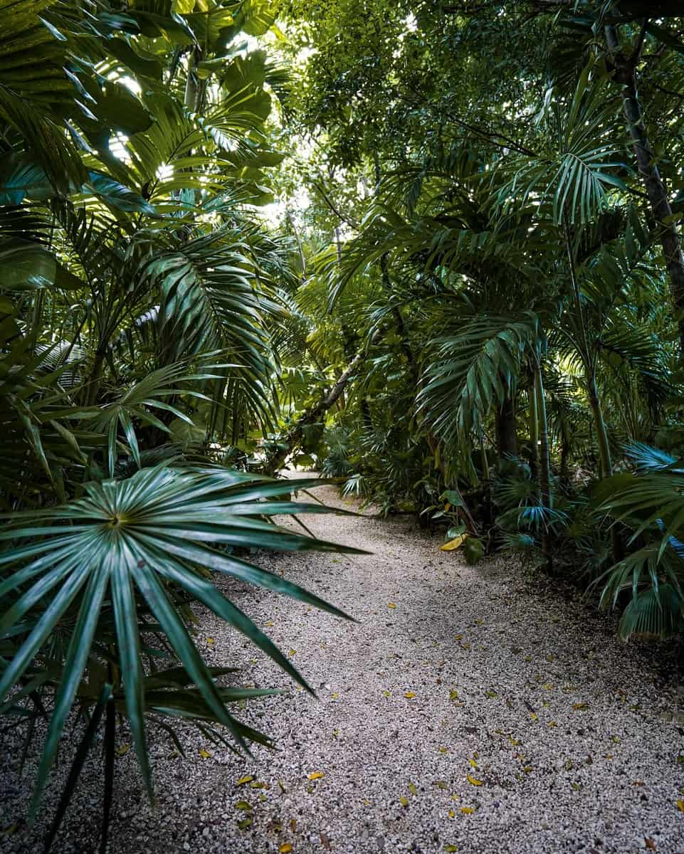 Yucatan jungle, Chichen Itza